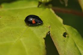 Attēlu rezultāti vaicājumam “Adalia decempunctata”