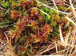 Attēlu rezultāti vaicājumam “Sphagnum tenellum”