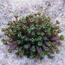 Attēlu rezultāti vaicājumam “Polypogon tentacularius male”