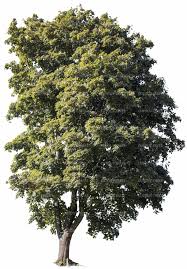 Attēlu rezultāti vaicājumam “Acer campestre”