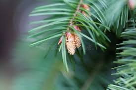 Attēlu rezultāti vaicājumam “Pseudotsuga menziesii flower”