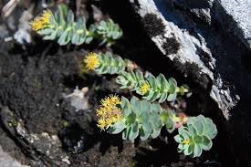 Attēlu rezultāti vaicājumam “Rhodiola rosea flower”