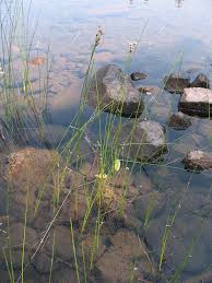 Attēlu rezultāti vaicājumam “Enteridium liceoides sessile”