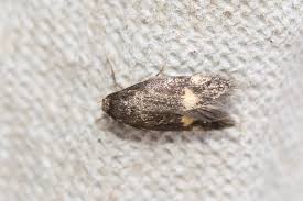 Attēlu rezultāti vaicājumam “Borkhausenia minutella”