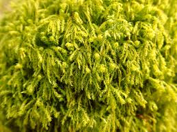 Attēlu rezultāti vaicājumam “Anomodon attenuatus”