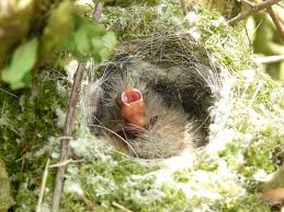 Attēlu rezultāti vaicājumam “Fringilla coelebs nest”