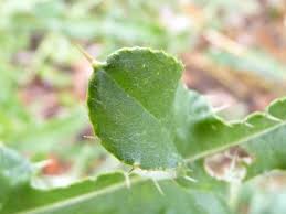 Attēlu rezultāti vaicājumam “Cirsium x rigens leaf”