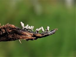Attēlu rezultāti vaicājumam “Arcyria cinerea young”