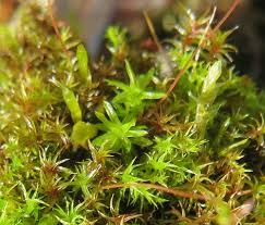 Attēlu rezultāti vaicājumam “Barbula unguiculata”