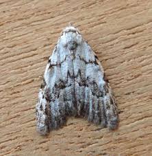 Attēlu rezultāti vaicājumam “Nola confusalis”