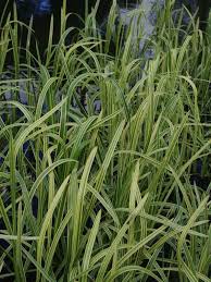 Attēlu rezultāti vaicājumam “Glyceria maxima leaf”