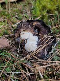 Attēlu rezultāti vaicājumam “Asterophora lycoperdoides”