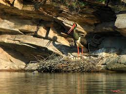 Attēlu rezultāti vaicājumam “Ciconia nigra nest”