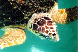 Image result for Caretta caretta