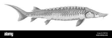 Image result for Acipenser fulvescens