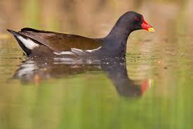 Attēlu rezultāti vaicājumam “Gallinula chloropus”