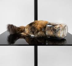 Kuvahaun tulos haulle bonsaikitten