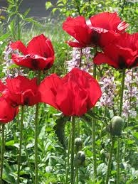 Attēlu rezultāti vaicājumam “Papaver”