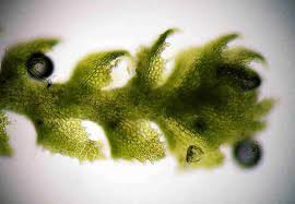 Attēlu rezultāti vaicājumam “Cephaloziella hampeana”