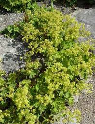 Attēlu rezultāti vaicājumam “Alchemilla vulgaris aggr. flower”