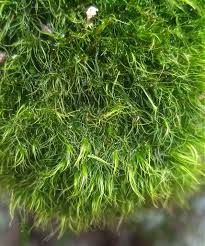Attēlu rezultāti vaicājumam “Paraleucobryum longifolium”