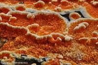 Attēlu rezultāti vaicājumam “Leucogyrophana mollusca”