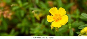 Attēlu rezultāti vaicājumam “Helianthemum x hybridum flower”