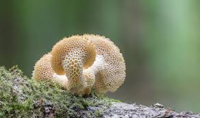 Attēlu rezultāti vaicājumam “Polyporus tuberaster”