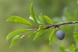 Attēlu rezultāti vaicājumam “Prunus spinosa”