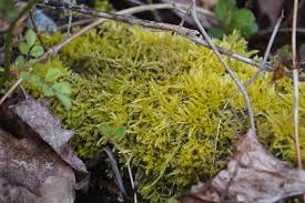 Attēlu rezultāti vaicājumam “Callicladium haldanianum sporophyte”