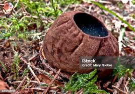 Attēlu rezultāti vaicājumam “Sarcosoma globosum”