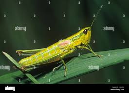 Attēlu rezultāti vaicājumam “Chrysochraon dispar”