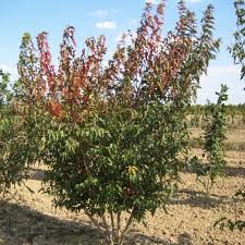 Attēlu rezultāti vaicājumam “Acer tataricum subsp. ginnala”