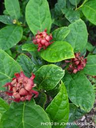 Attēlu rezultāti vaicājumam “Calycanthus floridus”