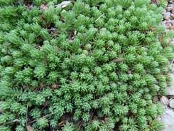 Attēlu rezultāti vaicājumam “Sedum pallidum flower”