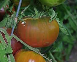 Afbeeldingsresultaat voor carbon tomato