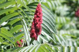 Attēlu rezultāti vaicājumam “Rhus typhina leaf”