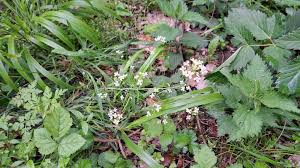Attēlu rezultāti vaicājumam “Cardaminopsis arenosa flower”