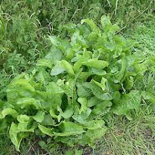 Attēlu rezultāti vaicājumam “Armoracia rusticana”