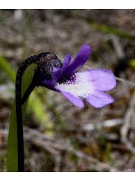 Attēlu rezultāti vaicājumam “Pinguicula vulgaris leaf”
