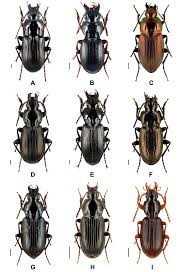 Attēlu rezultāti vaicājumam “Pterostichus quadrifoveolatus”