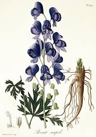 Image result for Aconitum napellus