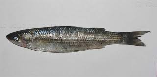 Image result for Chelon saliens