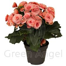 Image result for Бегония Элатиор 12х22 4601887072423