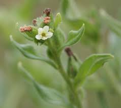 Attēlu rezultāti vaicājumam “Lithospermum officinale flower”