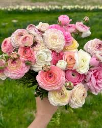 Attēlu rezultāti vaicājumam “Ranunculus elatior”