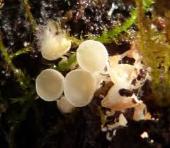 Attēlu rezultāti vaicājumam “Lachnum corticale”