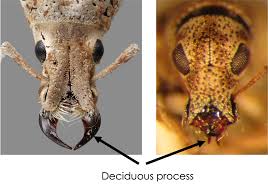 Attēlu rezultāti vaicājumam “Enteridium variabile”