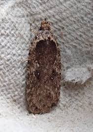Attēlu rezultāti vaicājumam “Agonopterix ciliella”