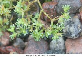 Attēlu rezultāti vaicājumam “Scleranthus annuus”